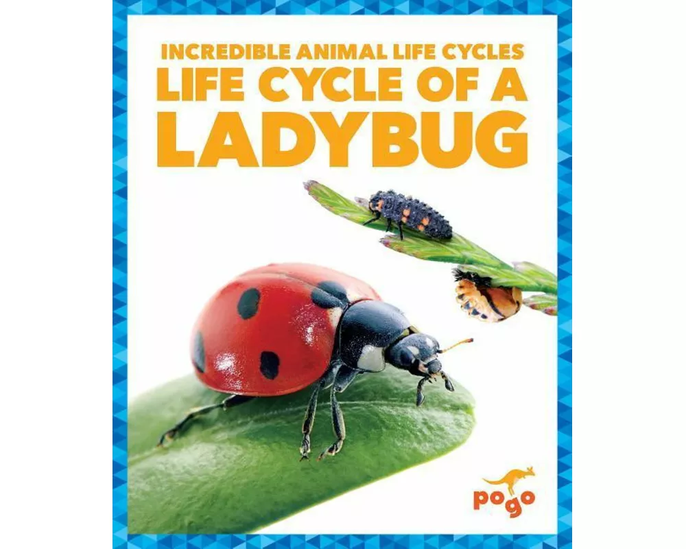 Life Cycle of a Ladybug