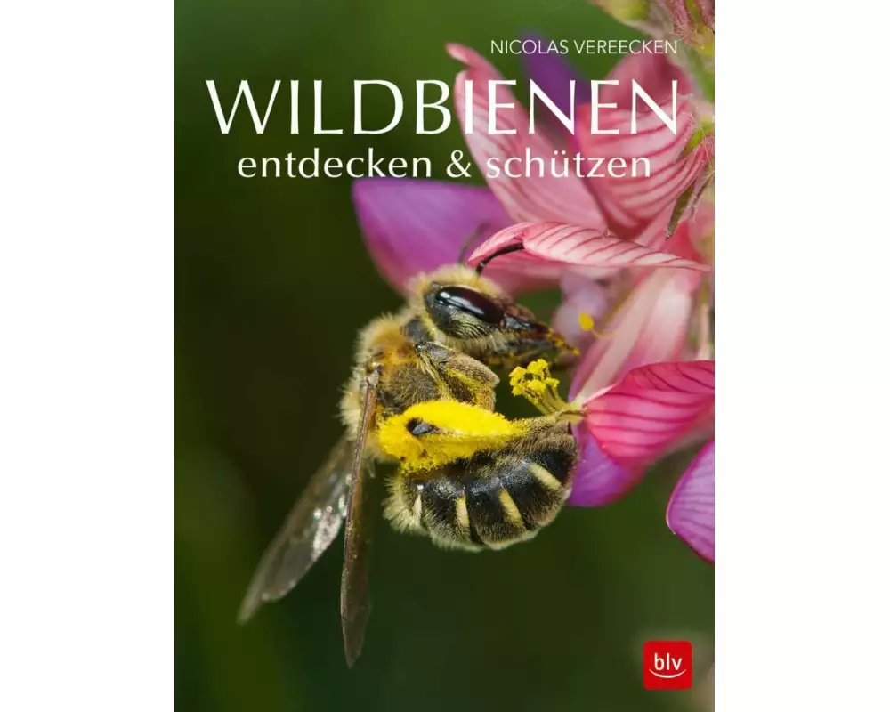 Wildbienen entdecken & schützen