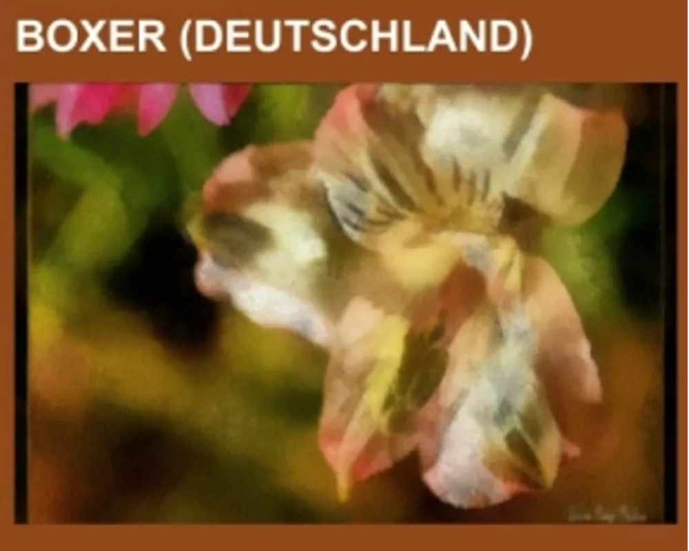Boxer (Deutschland)