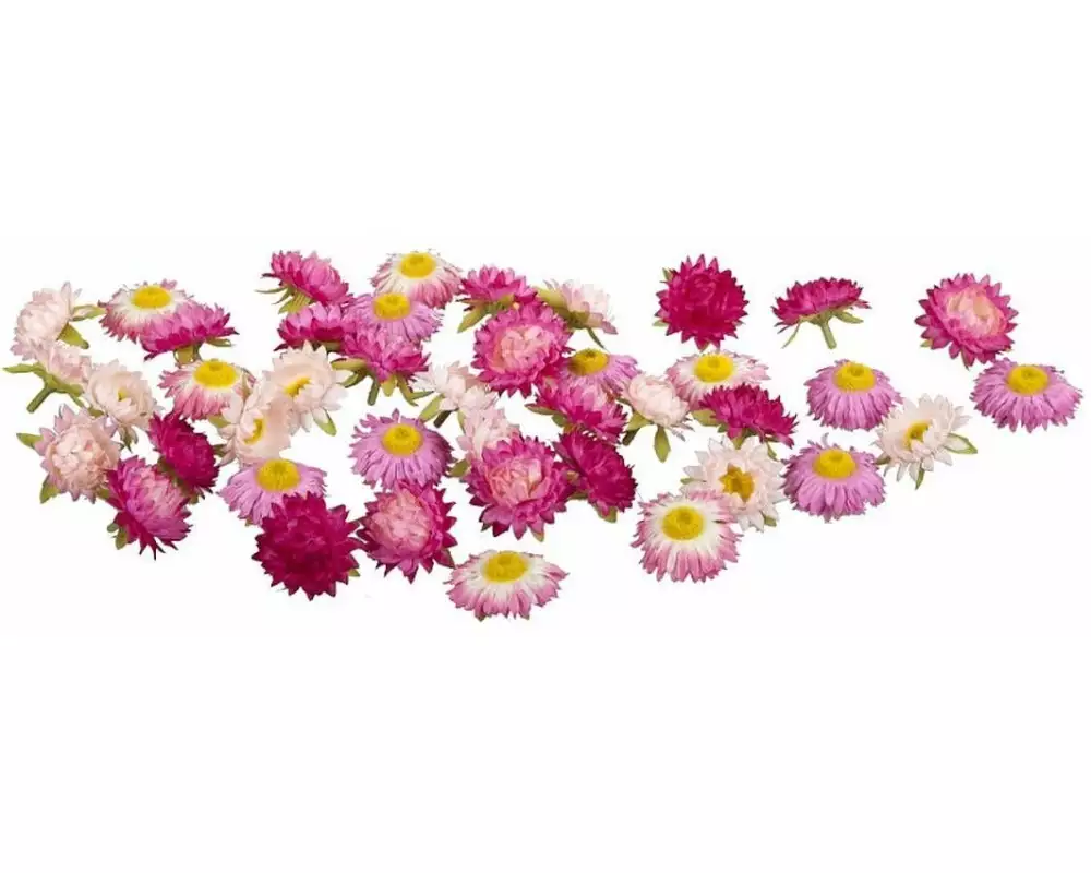 Dekomat AG Kunstblume Strohblüten 36 Stück, Rosa/Pink