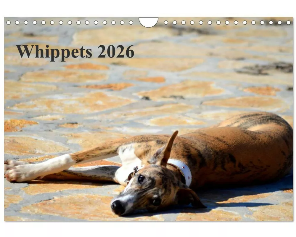 Whippet 2026 (Wandkalender 2026 DIN A4 quer), CALVENDO Monatskalender