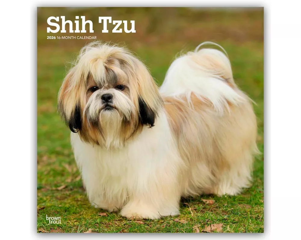 Shih Tzu 2026 - 16-Monatskalender