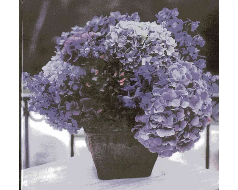 Hydrangea Memo Cube Plus Greeting Cards and Envelope