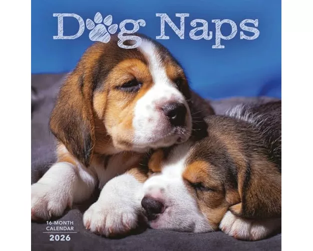 Dog Naps Square Wall Sunday Start Calend