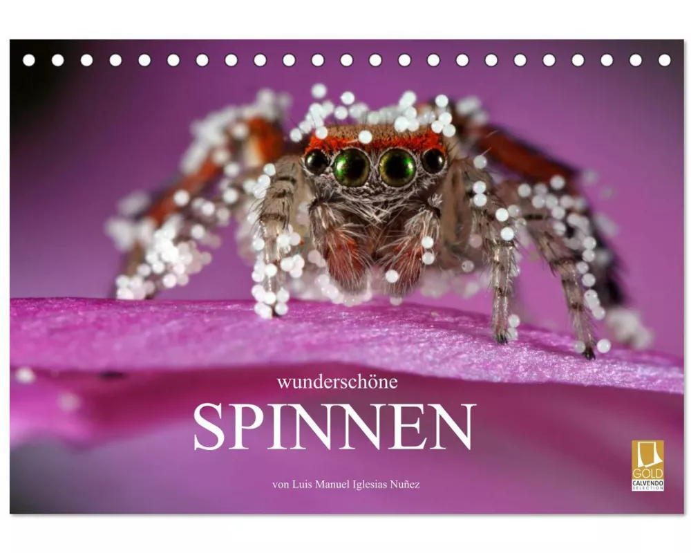 Wunderschöne Spinnen (Tischkalender 2026 DIN A5 quer), CALVENDO Monatskalender