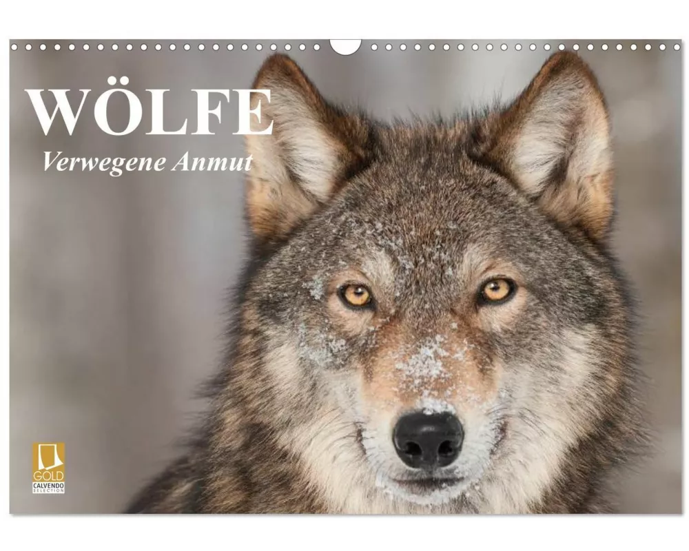 Wölfe. Verwegene Anmut (Wandkalender 2026 DIN A3 quer), CALVENDO Monatskalender