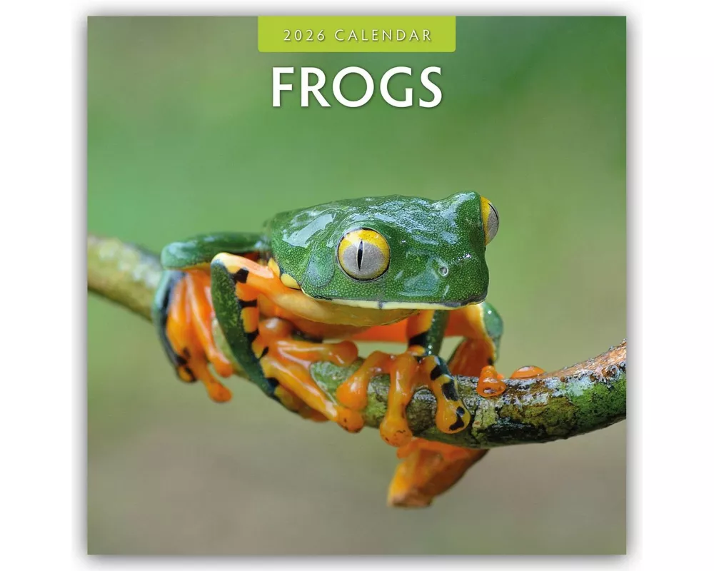 Frogs 2026 Square Wall Calendar