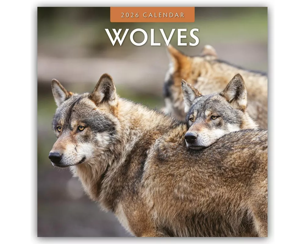 Wolves 2026 Square Wall Calendar