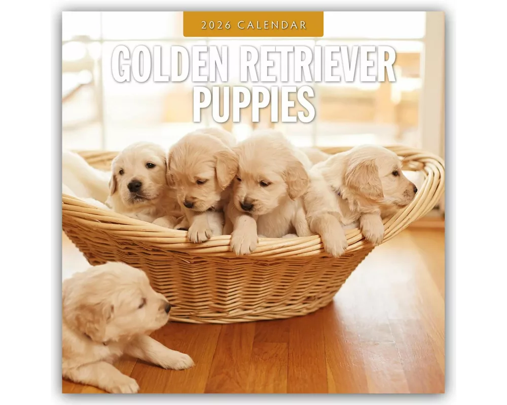 Golden Retriever Puppies 2026 Square Wall Calendar