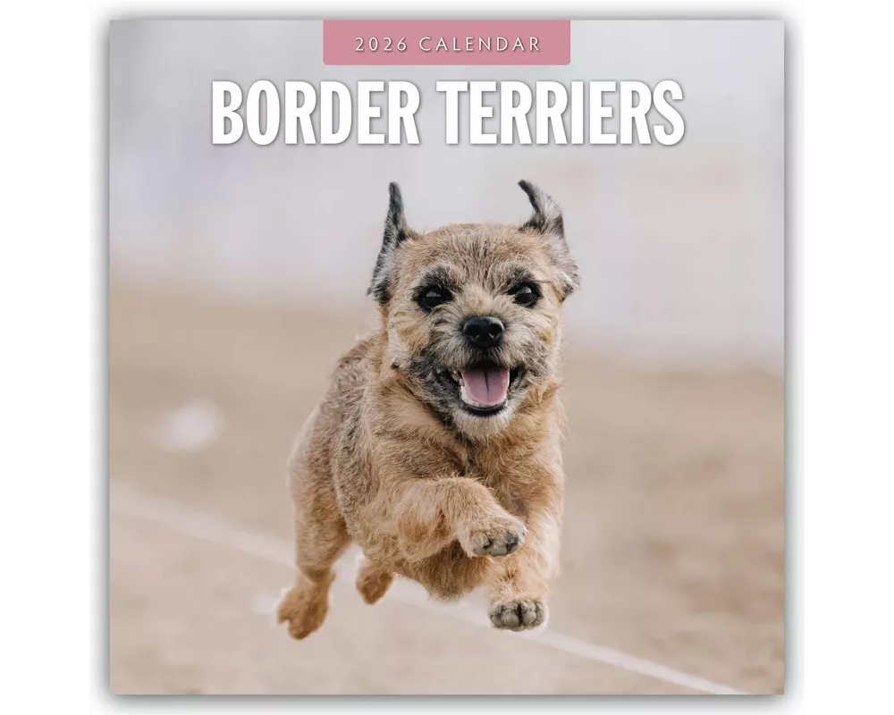 Border Terriers 2026 Square Wall Calendar