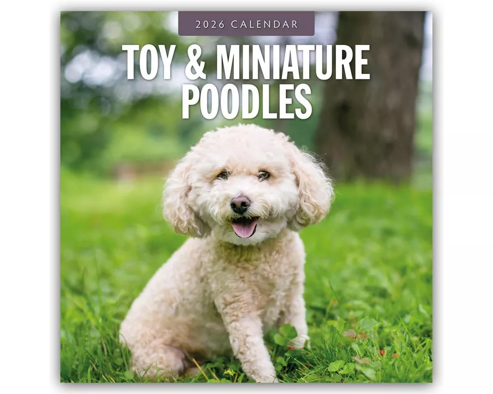 Toy and Miniature Poodles 2026 Square Wall Calendar