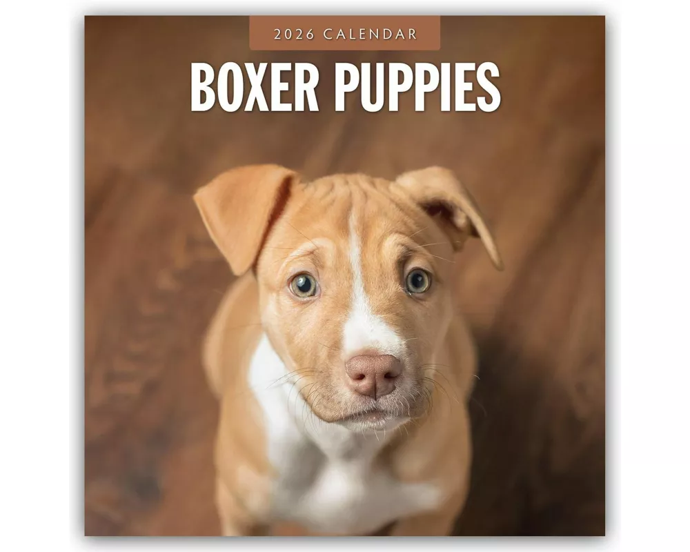 Boxer Puppies 2026 Square Wall Calendar