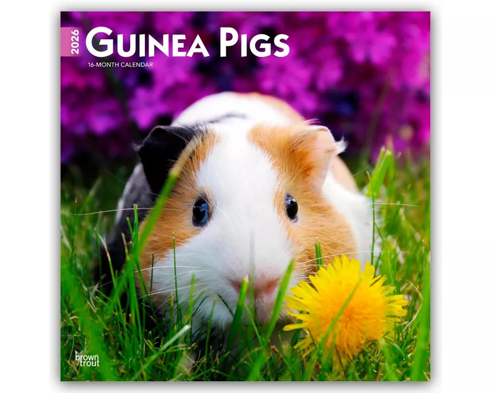 Guinea Pigs 2026 12 X 24 Inch (Hanging) Monthly Square Wall Calendar Plastic-Free