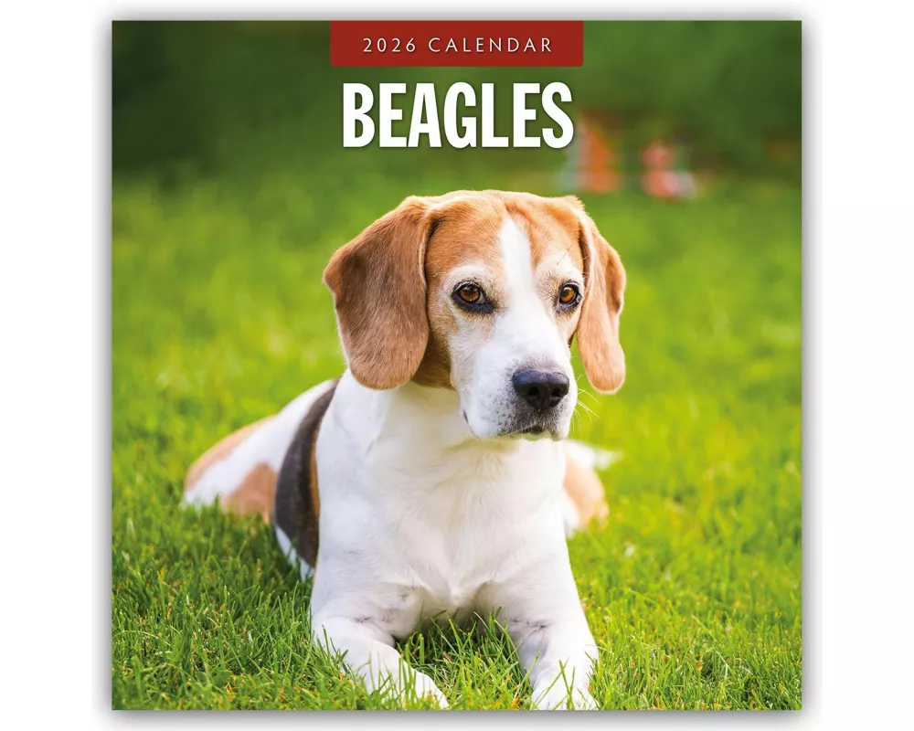 Beagles 2026 Square Wall Calendar