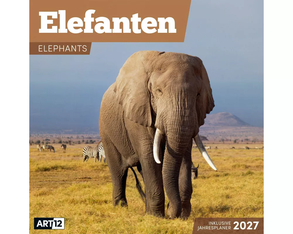 Elefanten Kalender 2027 - 30x30 - Art12