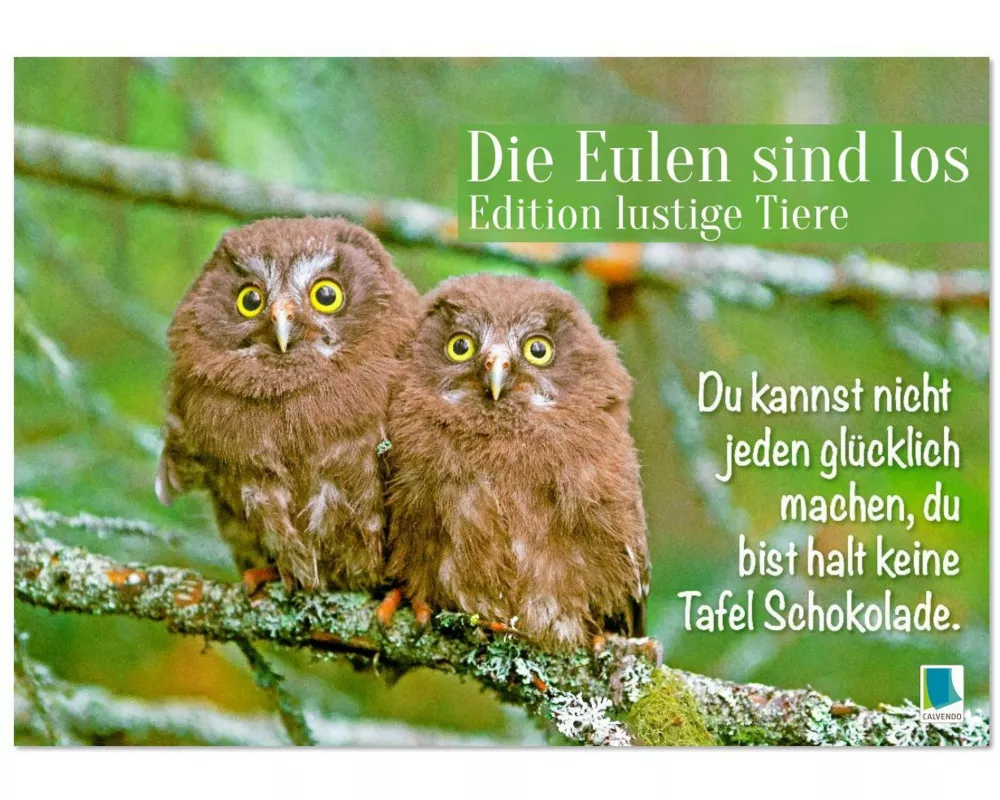 Die Eulen sind los: Edition lustige Tiere (Wandkalender 2026 DIN A2 quer), CALVENDO Monatskalender