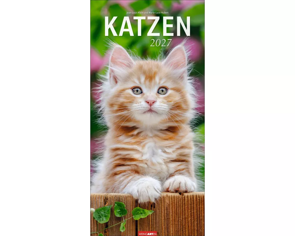 Katzen Kalender 2027