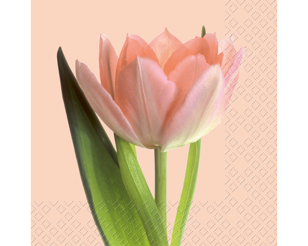 STEWO Serviette Isa 2572541125 rosa 33x33cm