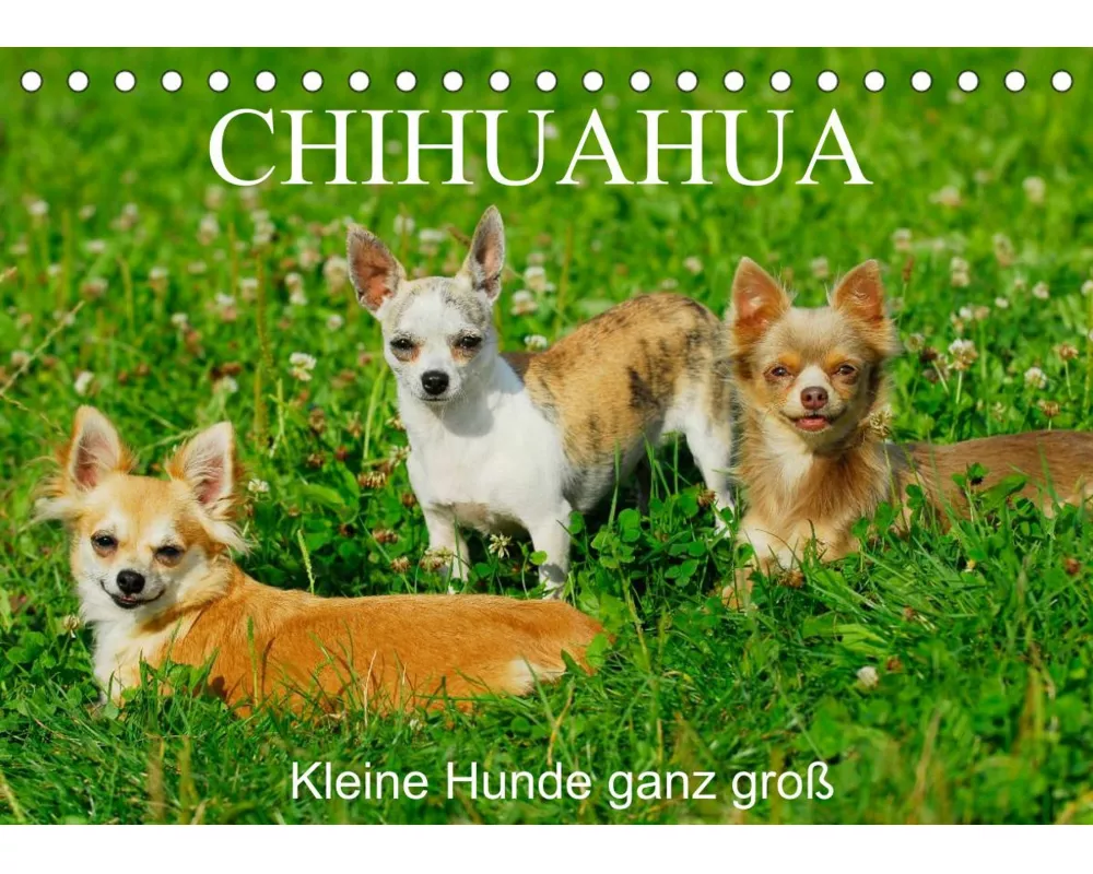 Chihuahua - Kleine Hunde ganz groß (Tischkalender 2022 DIN A5 quer)