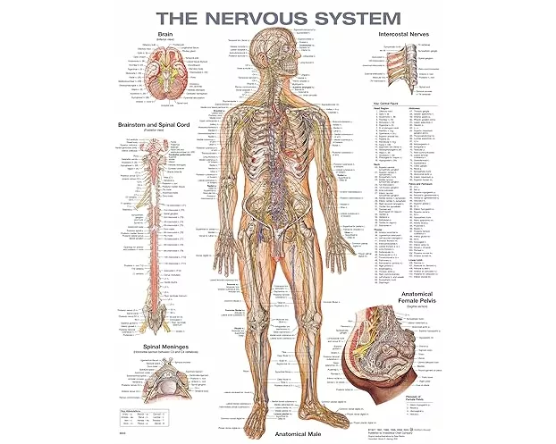 The Nervous System Anatomical Chart