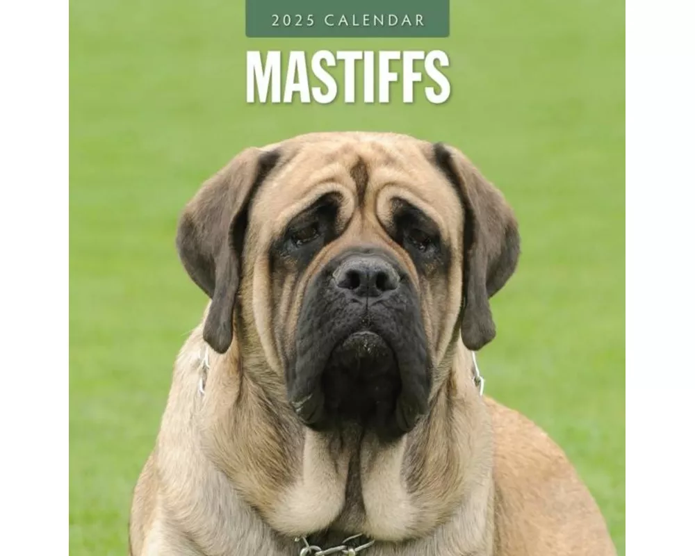 Mastiffs 2025 Square Wall Calendar