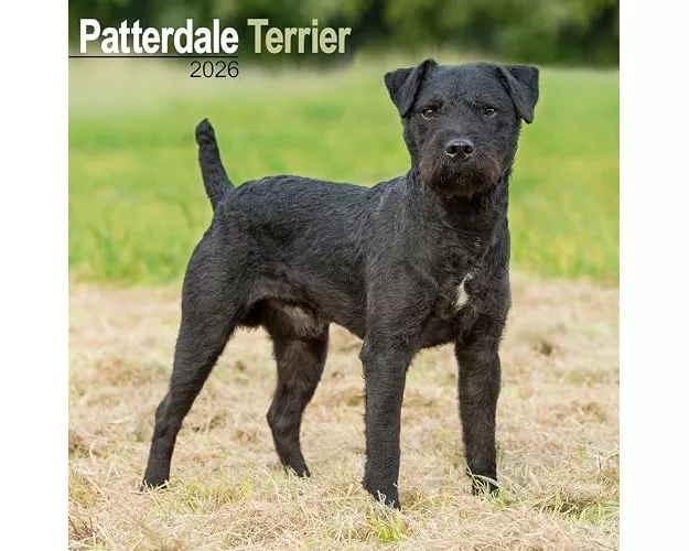 Patterdale Terrier Calendar 2026 Square Dog Breed Wall Calendar - 16 Month