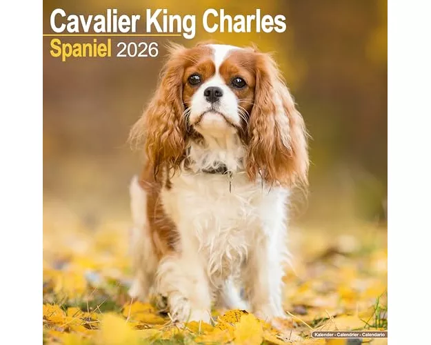 Cavalier King Charles Calendar 2026 Square Dog Breed Wall Calendar - 16 Month