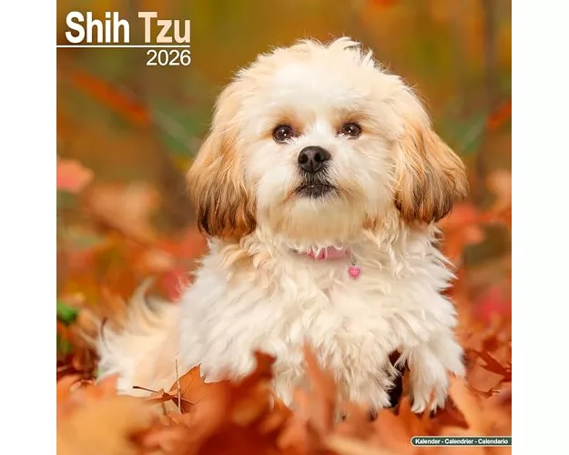 Shih Tzu Calendar 2026 Square Dog Breed Wall Calendar - 16 Month