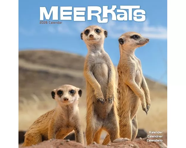 Meerkats Calendar 2026 Square Wildlife Safari Wall Calendar - 16 Month