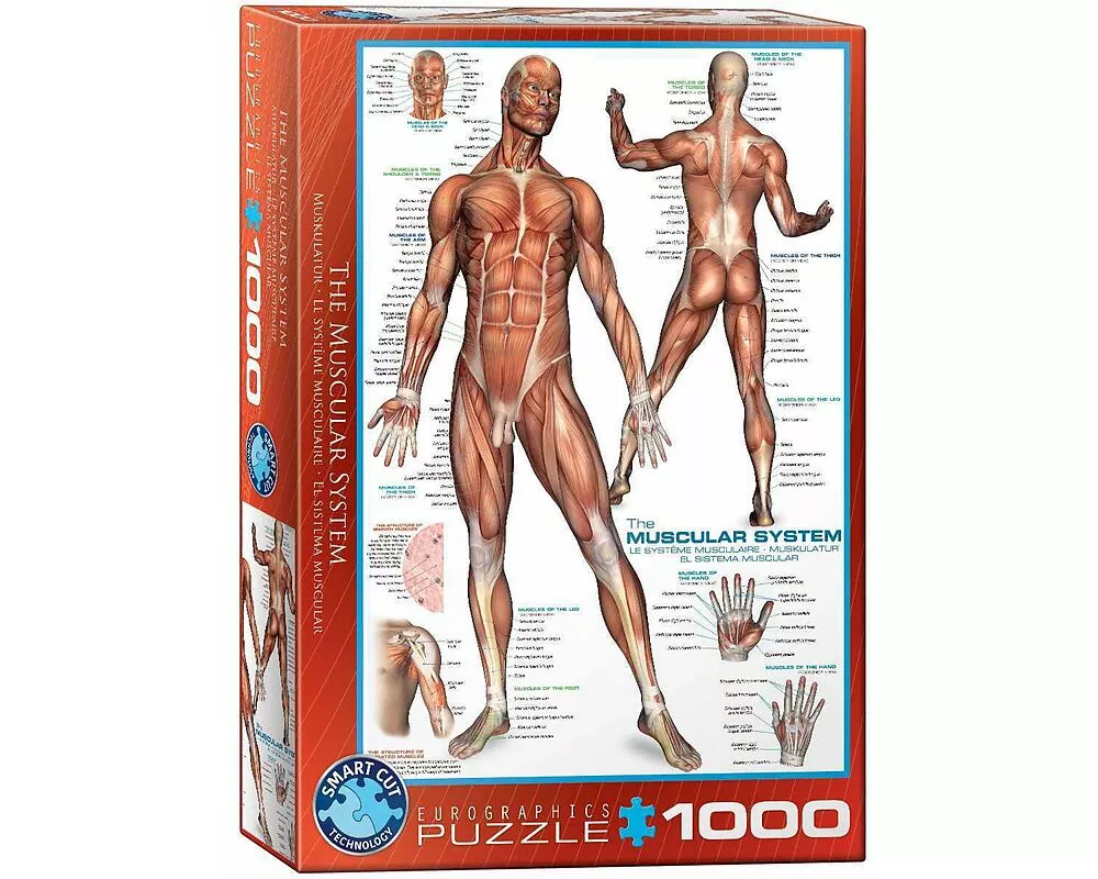 Puzzle 1000 Teile - The Muscular System