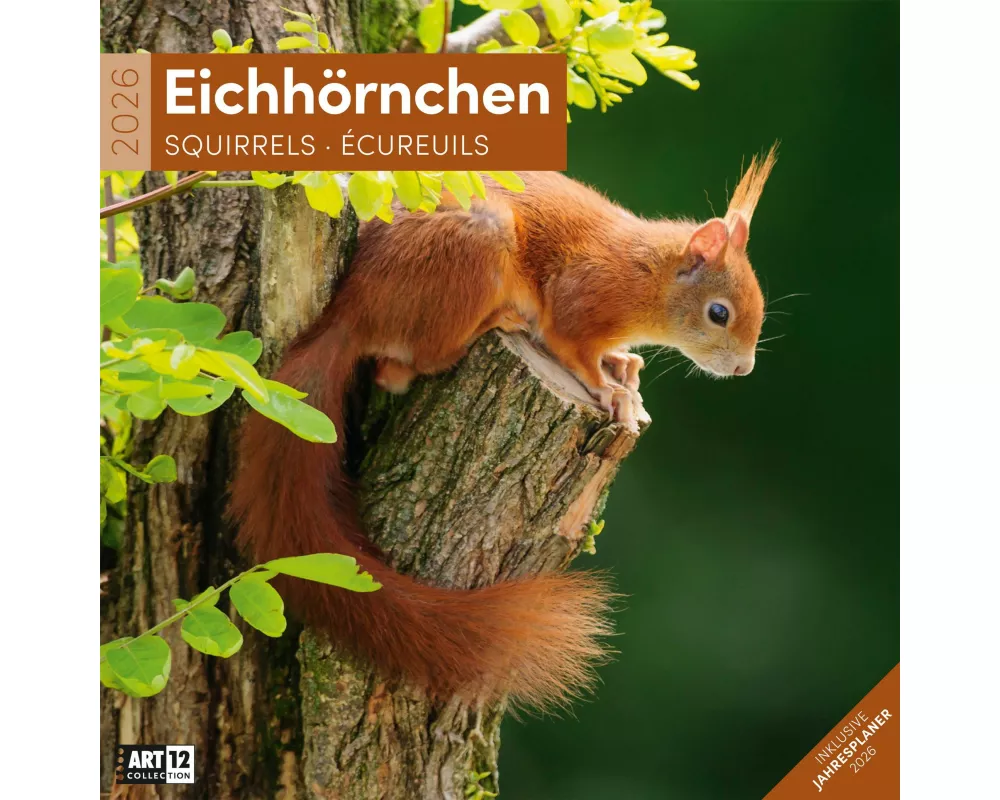 Eichhörnchen Broschürenkalender 2026 - 30x30 - Art12