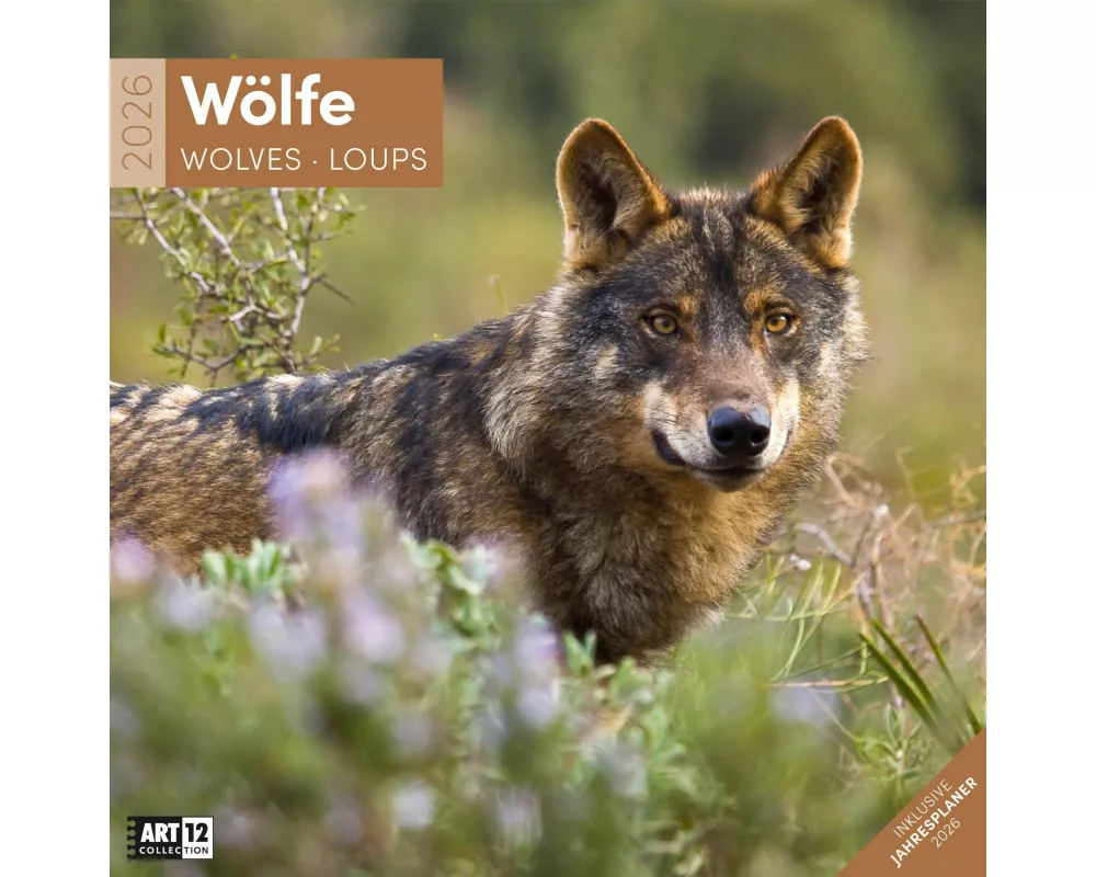 Wölfe Broschürenkalender 2026 - 30x30 - Art12