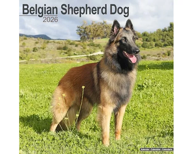 Belgian Shepherd Dog Calendar 2026 Square Dog Breed Wall Calendar - 16 Month