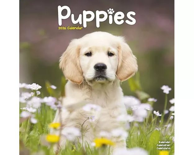 Puppies Calendar 2026 Square Animal Wall Calendar - 16 Month