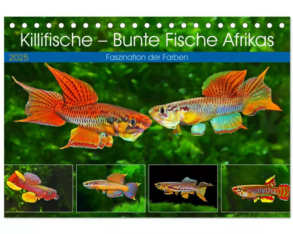 Killifische  Bunte Fische Afrikas (Tischkalender 2025 DIN A5 quer), CALVENDO Monatskalender