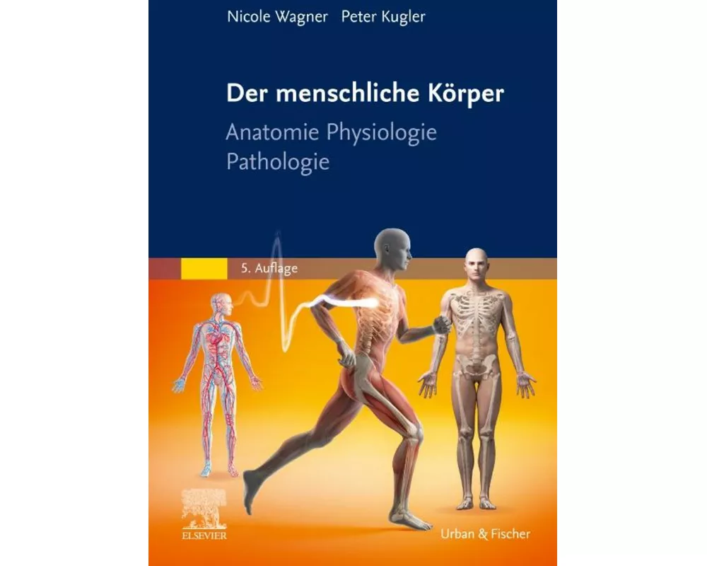 Der menschliche Körper