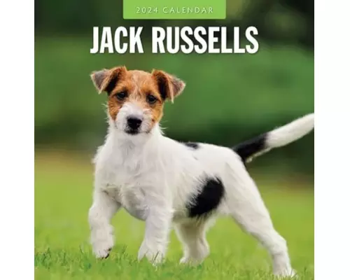 Jack Russells 2024 Square Wall Calendar