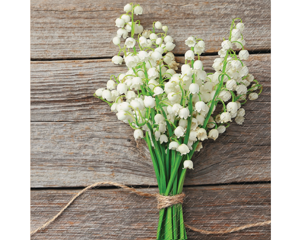 STEWO Serviette Mady 2572650260 weiss 33x33cm