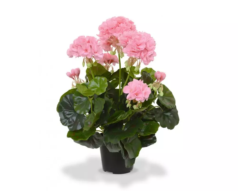 Botanic-Haus Kunstpflanze Geranien in Topf Rosa, 40 cm