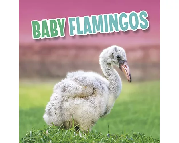 Baby Flamingos