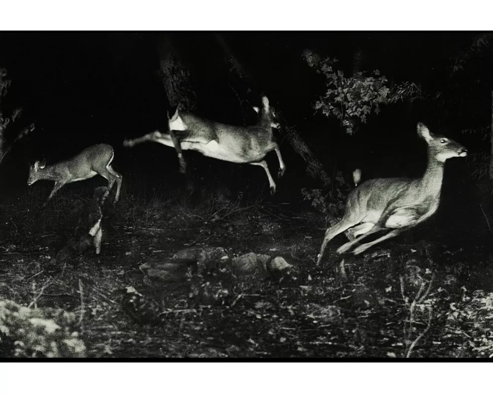 The trees were buzzing,and the grass