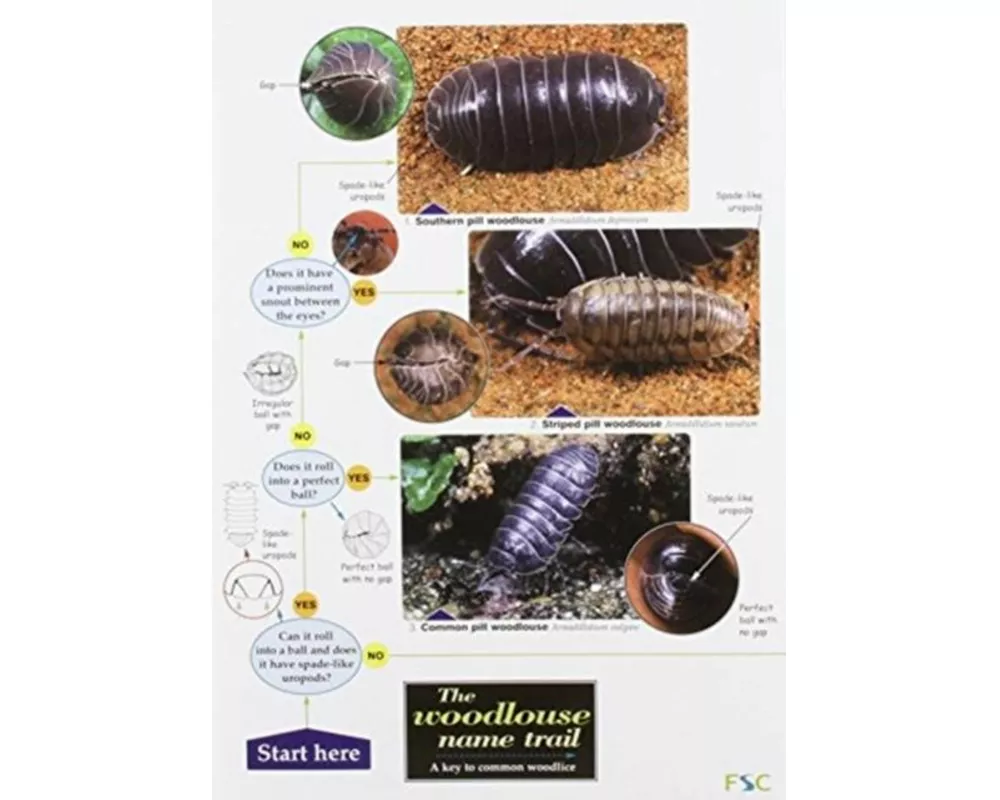 The Woodlouse Name Trail