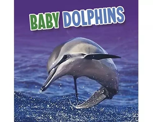 Baby Dolphins