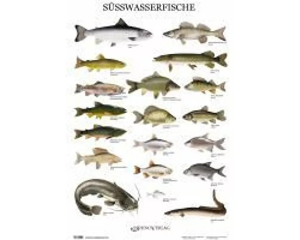 Süßwasserfische - Poster