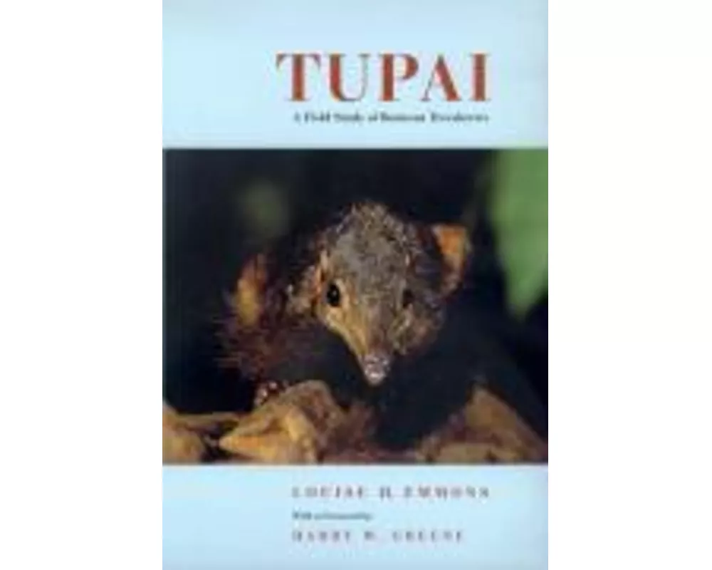 Tupai