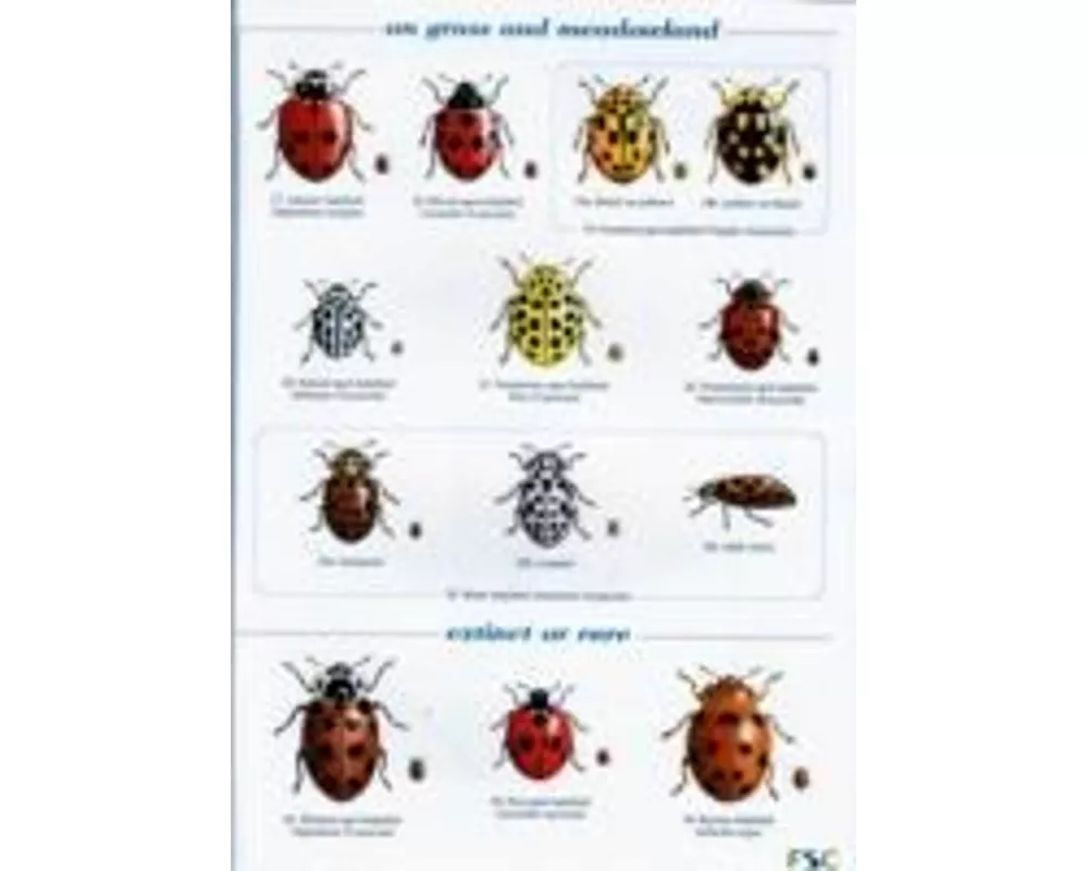 Guide to the Day-Flying Moths of Britain