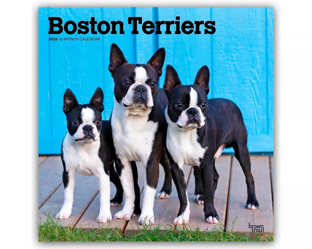 Boston Terriers 2026 - 16-Monatskalender