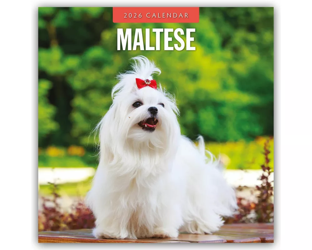 Maltese 2026 Square Wall Calendar
