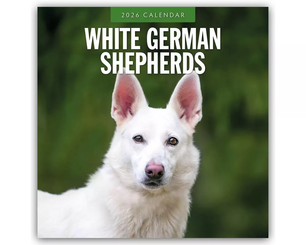 White German Shepherds 2026 Square Wall Calendar
