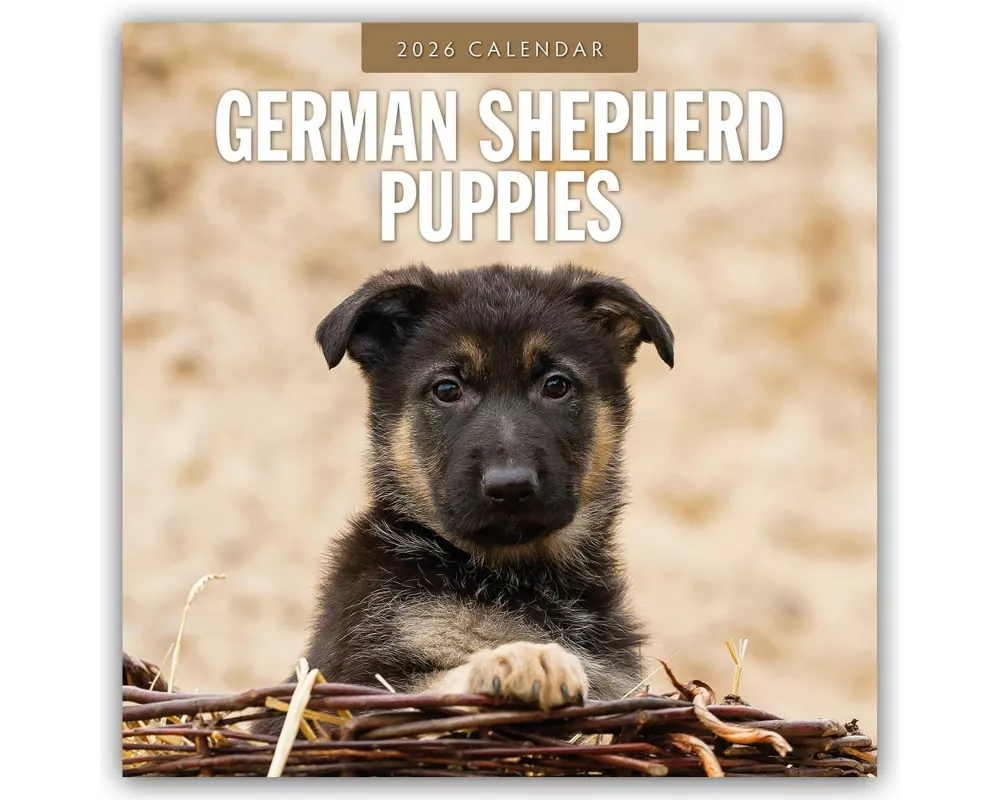 German Shepherd Puppies 2026 Square Wall Calendar
